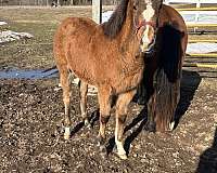 quarab-filly