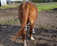 quarab-horse-for-sale