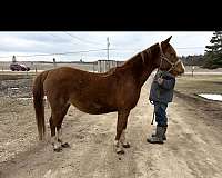 quarab-horse