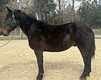 black-draft-gelding