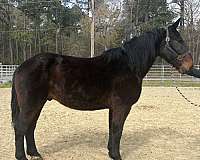 black-gelding-for-sale