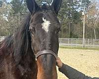 16-hand-draft-gelding