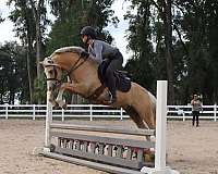 welsh-pony