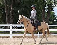 palomino-welsh-pony