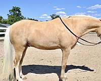 pony-welsh