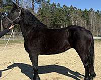 black-percheron-mare