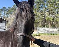17-hand-percheron-mare