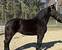 black-mare-for-sale