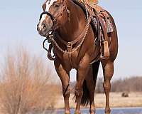 ridden-w-filly