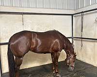 blaze-horse