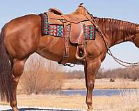 class-winner-quarter-horse