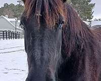 percheron-mare