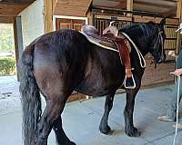 all-shots-percheron-horse