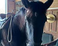 green-broke-percheron-horse