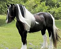 bite-gypsy-vanner-horse