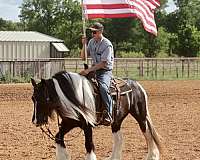 county-gypsy-vanner-horse