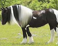 all-ages-gypsy-vanner-horse