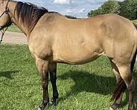 barrel-racing-quarter-horse