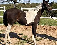 steer-wrest-paint-horse