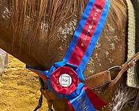 steer-wrest-colt