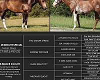 tobiano-steer-wrest-horse