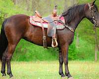 attractive-morgan-horse