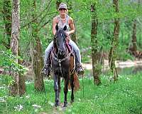backs-up-morgan-horse