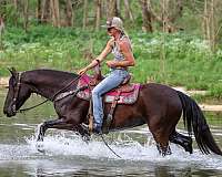 been-shown-morgan-horse