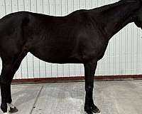 thoroughbred-horse-for-sale