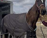 thoroughbred-horse