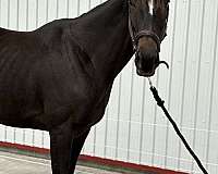 thoroughbred-mare