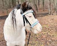 grey-brown-medicine-hat-facial-markings-one-blue-eye-pony