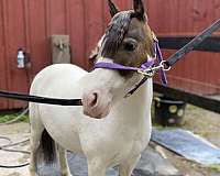 brown-medicine-hat-facial-markings-one-blue-eye-pony