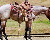 athletic-quarter-horse