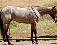 flashy-quarter-horse