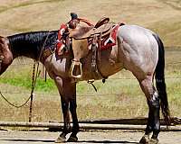 performance-quarter-horse