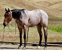 ranch-quarter-horse