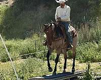ranch-versatility-quarter-horse