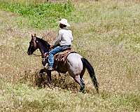 ridden-western-quarter-horse