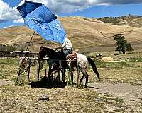 ranch-work-quarter-horse