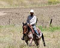 roping-quarter-horse