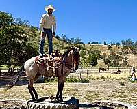 trail-quarter-horse