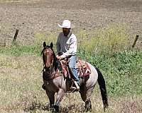 trail-riding-quarter-horse