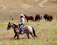 western-riding-quarter-horse