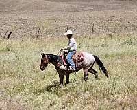 working-quarter-horse