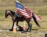 bay-roan-all-around-horse
