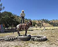 bay-roan-quarter-horse-gelding