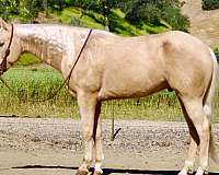 athletic-quarter-horse