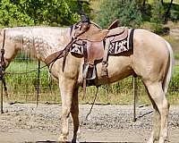 endurance-quarter-horse