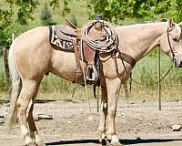 flashy-quarter-horse